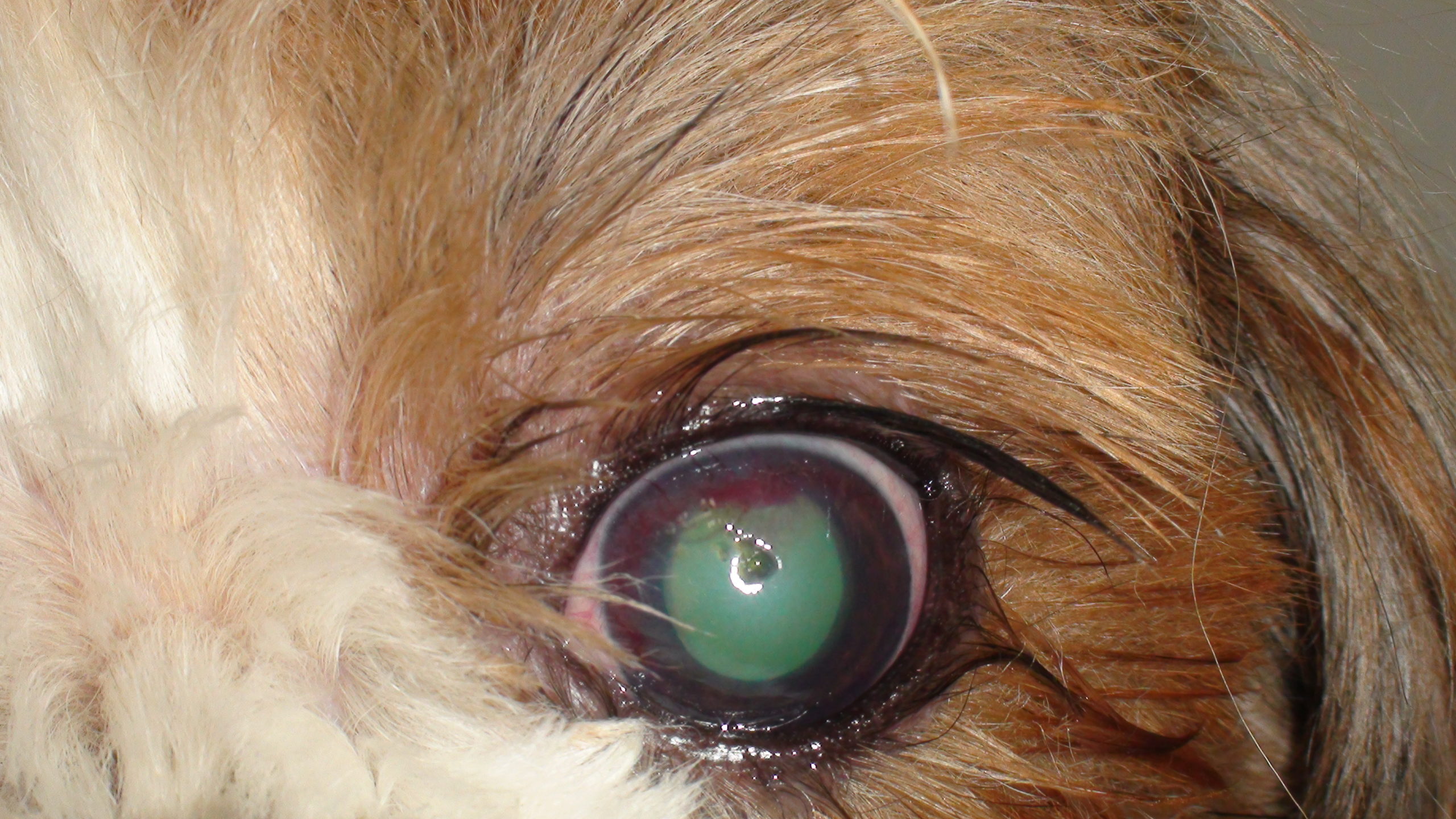 犬 の 目 の 病気 画像