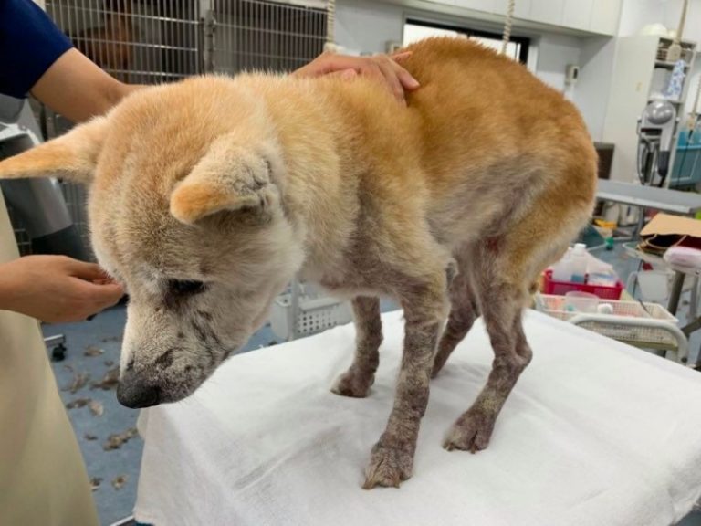 トリミング あいち犬猫医療センター（杉浦犬猫病院） 愛知県安城市